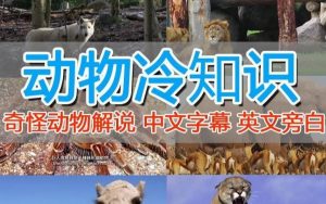 外面卖1699的国外纪录片解说（动物解说、美食、动画片）稳过中视频-比钱轻创